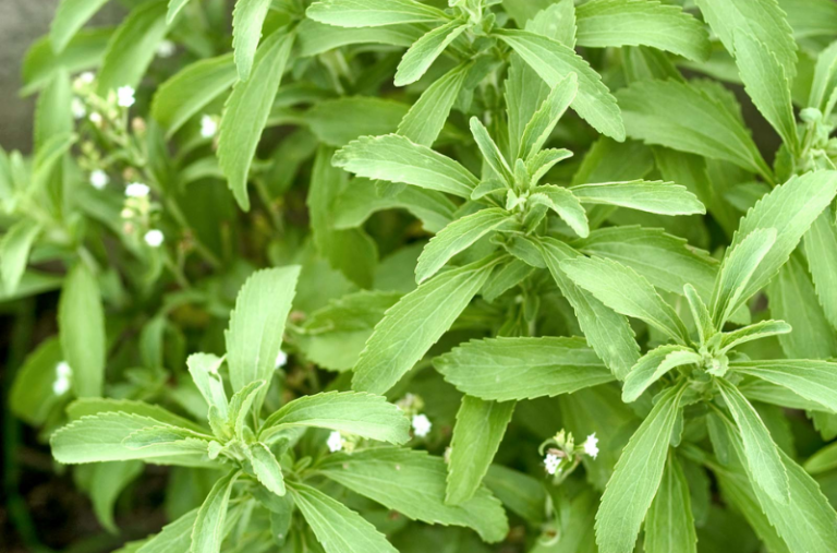 Why Was Stevia Banned? Benefits, Side Effects, And More Maximum